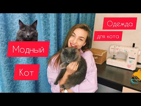 Видео: КАКУЮ ОДЕЖДУ ВЫБРАТЬ ДЛЯ КОТА? #cats #moda