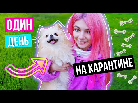 Видео: ОДИН ДЕНЬ С СОБАЧКОЙ НА КАРАНТИНЕ