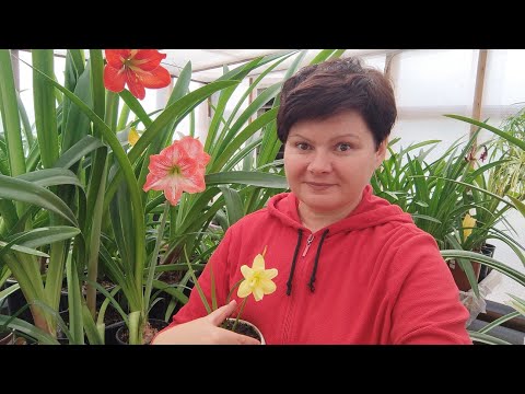 Видео: "Зефирная" интрига! Долгожданное цветение  махрового сорта!
