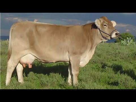 Видео: ЛЕКСУС 570 САВДО ШУД 60 ХАЗОР СОМОНИ 14 сентября 2025 г.
