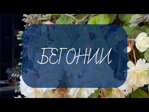 Видео: БЕГОНИИ! Новогодний обзор!