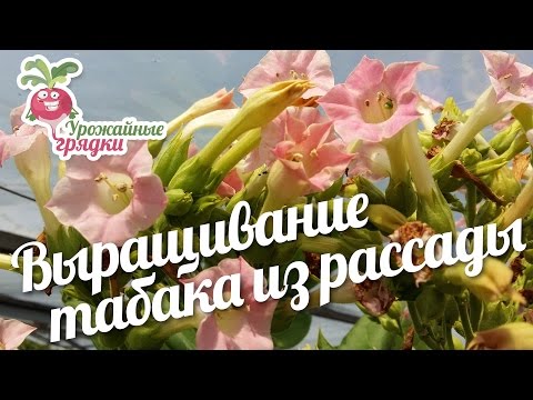 Видео: Выращивание табака из рассады в теплице. Что же выросло? #urozhainye_gryadki