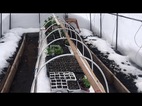 Видео: Вынесли рассаду в теплицу.Теплый пол в неотапливаемой поликарбонатной теплице