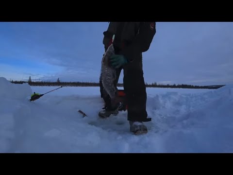 Видео: НАЛИМОВ ЛОВИТЬ НЕ МЕШКИ ВОРОЧАТЬ!!!