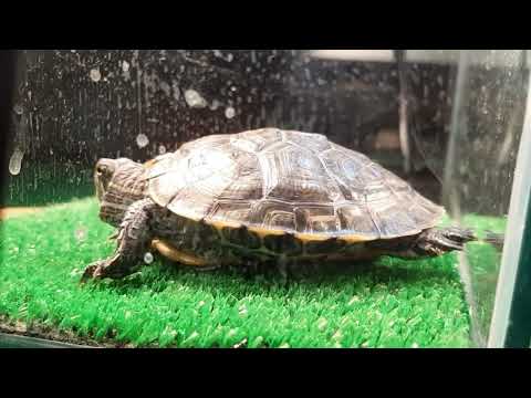 Видео: Ультрафиолетовая лампа для красноухой черепахи. Для чего нужна, какую выбрать. Важность уф