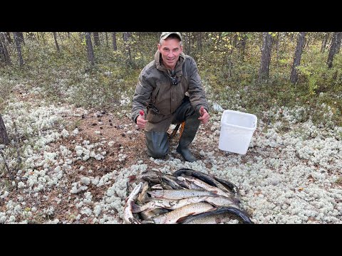 Видео: С ЭТОЙ РЕКИ БЕЗ РЫБЫ НЕ УЕДЕШЬ. ЕТЫПУР, РЫБАЛКА НА СПИННИНГ.