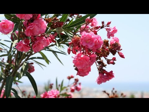 Видео: Олеандр, тол гули