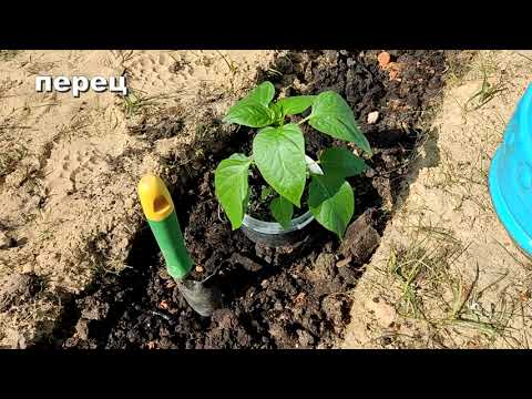 Видео: ВОЛШЕБНЫЙ огород НА ПЕСКЕ урожай