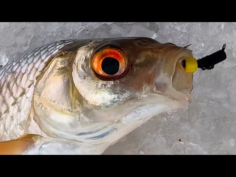 Видео: Море плотвы! Безмотылка. #первыйлёд2024 #плотва #безмотылка #рыбалкансо