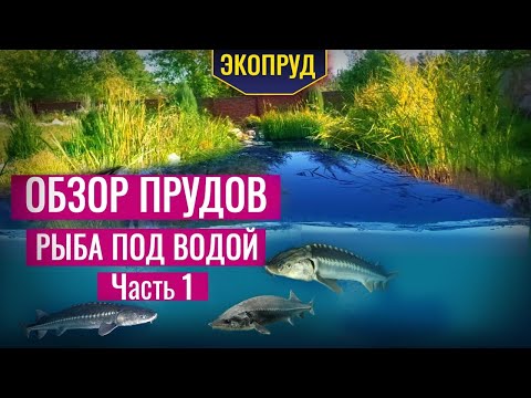 Видео: Обзор прудов рыба под водой (часть1)
