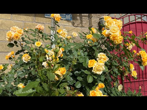 Видео: Болмо гулу. Роза гулу боюнча кыскача маалымат.