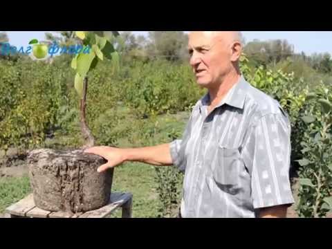 Видео: Деревья в контейнерах (ЗКС)