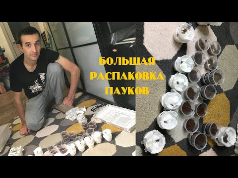 Видео: Распаковка. Не мог забрать этих пауков 1,5 ГОДА