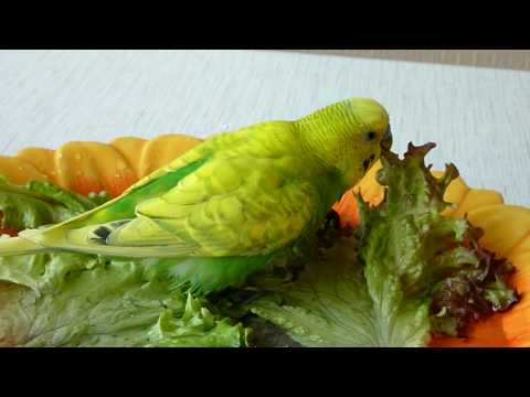 Видео: Как забавно купается попугай//Купание попугая//Как волнистый попугай купается в листьях салата
