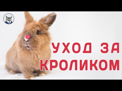 Видео: Как ухаживать за кроликом в квартире ( декоративный кролик)