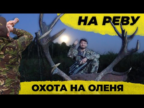 Видео: Охота на благородного оленя на реву. С подхода.