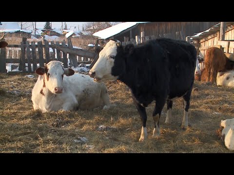 Видео: Чиновница ушла с госслужбы и занялась фермерством. О хлебе насущном от 12.03.22