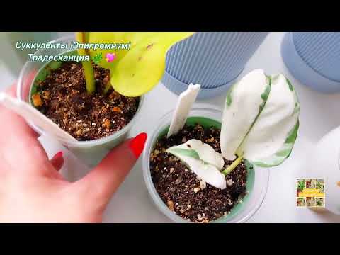Видео: Суккуленты | Эпипремнум |Традесканция 🌿💖🫶