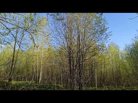 Видео: Доброго утра!🌿🐦