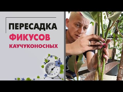 Видео: Пересадка фикусов каучуконосных: робуста, петит мелани вариегатный, пинк камуфляж и белиз