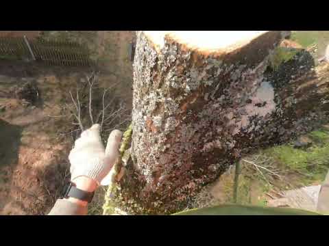 Видео: Арбористика‼️Аккуратный спил крупной двухствольной липы🌳 arboristry‼️ sawed off a large linden