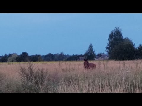 Видео: Просто Лера - Оставь Меня Одну [slowed + reverb] [doomer wave]