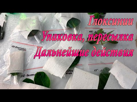 Видео: Глоксинии. Упаковка, пересылка и дальнейшие действия. 1 часть