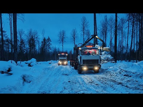 Видео: Началось. Дороги падают. #маз #лесовоз