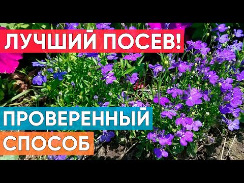 Видео: Лучший способ посева лобелии без пикировки! Всегда отличный результат! Выращиваем лобелию из семян