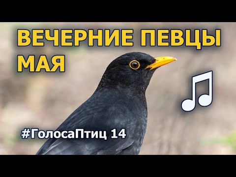 Видео: Первомайские пернатые певцы #ГолосаПтиц 14