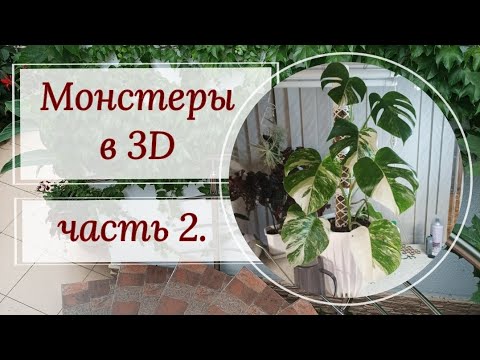 Видео: Монстеры. Посадка на 3D- опору. Часть2, Альба.