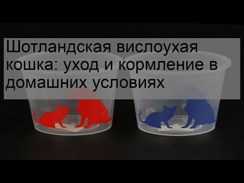 Видео: Шотландская вислоухая кошка: уход и кормление в домашних условиях