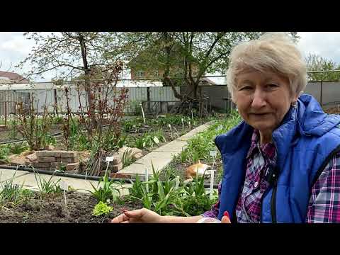 Видео: Выращивание лилейников / Сад Ворошиловой