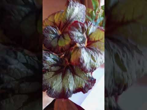 Видео: Бегонии подрастают.