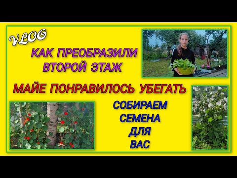 Видео: 🍒 Майе понравилось убегать, закрываем лазейки/ Собираем для вас семена цветов/ Есть с кем поговорить