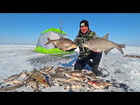 Видео: ЭТО ПРОСТО ЖЕСТЬ, АЖ РУКИ ДРОЖАТ. ЛЕЩИ ЛОПАТЫ РВУТ СНАСТИ и с трудом лезут в лунку. Рыбалка на леща