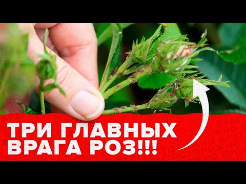 Видео: ТЛЯ,  ПАУТИННЫЙ КЛЕЩ, ЦИКАДКА НА РОЗАХ. КАК БОРОТЬСЯ?
