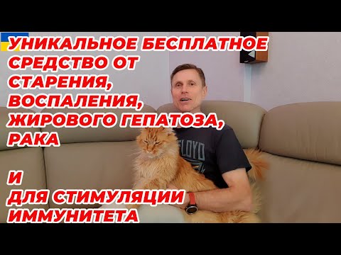 Видео: Уникальное бесплатное средство от старения, воспаления, жирового гепатоза, рака и для иммунитета.