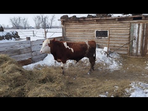 Видео: Бордақыдағы бұқалар.