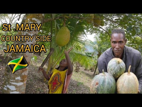 Видео: СЕЛЬСКАЯ ЖИЗНЬ В СЕНТ-МЭРИ, ЯМАЙКА — ЭТО НЕ ТО, ЧТО ВЫ ДУМАЕТЕ!!