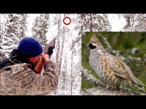 Видео: ОХОТА ПО ПЕРВОМУ СНЕГУ / УДАЧА!  Добыл две птицы. Боровая дичь в шоке! Коми Республика.