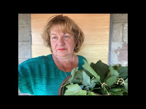Видео: Листья смородины Осенние для здоровья