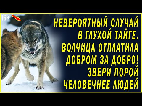 Видео: ВОЛЧИЦА СПАСЛА ЧЕЛОВЕКА И ОБЪЕДИНИЛА ДВЕ СУДЬБЫ. Любовные истории. Удивительные истории любви