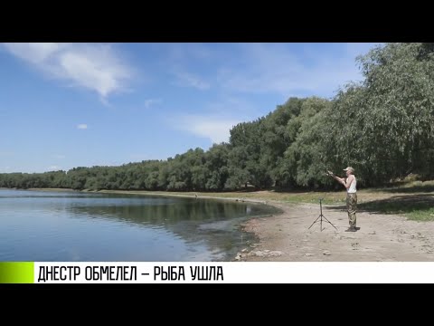 Видео: Днестр обмелел – рыба ушла