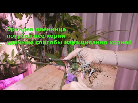 Видео: Подселенец уничтожил корни орхидее. МИЛО это вначале, потом 😲. Как наращиваю корни орхидее.