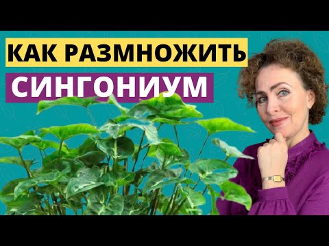 Видео: СИНГОНИУМ размножение