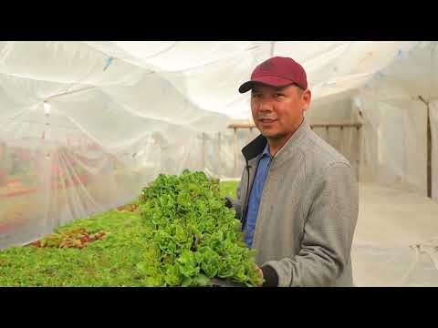 Видео: каланхоэ гулини парваришлаш  / Kalanchoe laciniata /