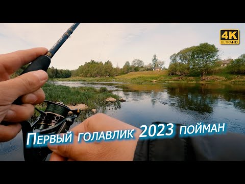Видео: Первые голавли 2023. Весенний спиннинг с берега