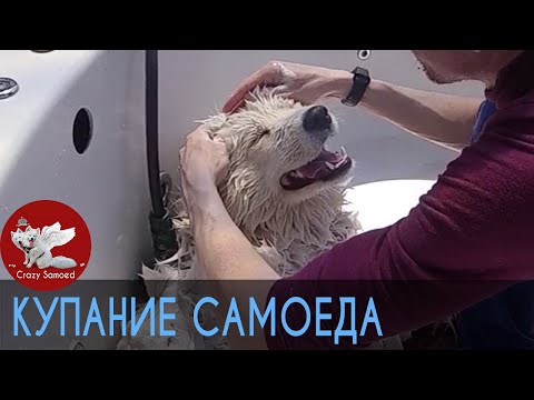 Видео: Как помыть самоеда (маламута, хаски, шпица, колли) самому дома? Груминг.  Часть1