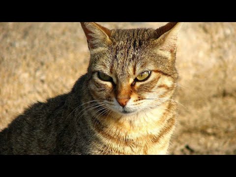 Видео: ЗАБАНИЛИ НА СЕРВЕРЕ? BACK IN PRIME